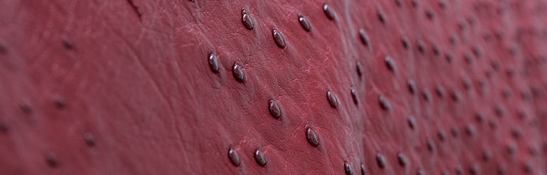 exotics-2-crop-u192149