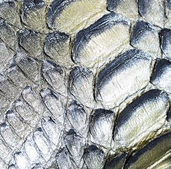 exotics-4-crop-u192255