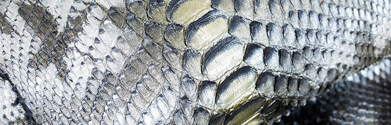 exotics-4-crop-u192255